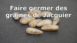 Comment faire germer un Jacquier [upl. by Oler]