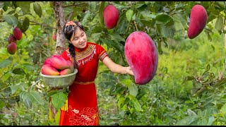 Harvesting RED MANGO Goes To Market Sell  live with nature  Tieu Tam Daily Life [upl. by Scrivens]