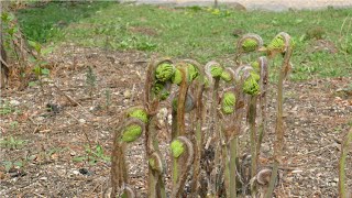 A 0005 고비 학명 Osmunda japonica 영어명 japaneseroyalfern 약효 감기 관절통 마비 요통인후통 임질 신경통 지혈 [upl. by Trevorr]