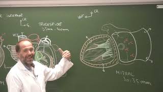 Thorax 3  Anatomie du cœur cours 2021 [upl. by Anyalram]