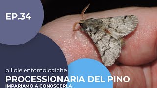 Processionaria del pino impariamo a conoscerla  34 Pillole entomologiche  sottotitolato [upl. by Neelie377]