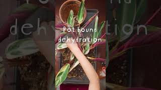 Stromanthe Triostar Repotting Tips [upl. by Nivrag]