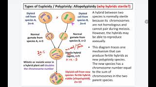 73 k Allopolyploidy [upl. by Idid559]