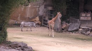 Girafes et zèbres du  Giraffes and zebras at the  BioParc de Doué La Fontaine [upl. by Eugine]