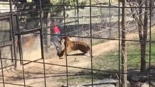 Woman Climbs Over Tigers Fence at The Zoo To Get Her Hat Back [upl. by Stockmon]