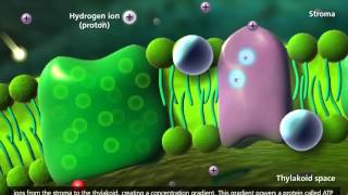 Photosynthesis Light reaction Calvin cycle Electron Transport 3D Animation [upl. by Russel476]