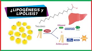 Diferencias entre Lipólisis y lipogénesis  Bioquímica [upl. by Aiduan]