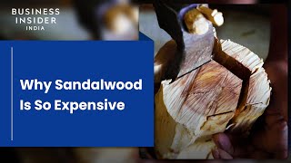 Why Sandalwood Is So Expensive  So Expensive [upl. by Killam]