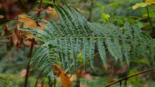 Nerecznica mocna Dryopteris affinis [upl. by Annoled]