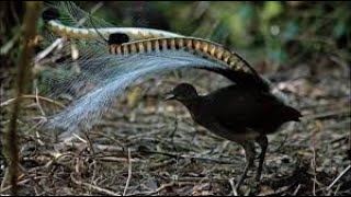 The Lyrebird  Amazing Sounds of The Lyrebird Mating Dance Call  Australian Birds [upl. by Orlosky]