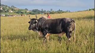 iphekula zikhuni the best Nguni bull animals cow bull [upl. by Esinned]