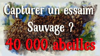 Comment Capturer un essaim sauvage 40 000abeilles Les abeilles et lessaimage [upl. by Shyamal]