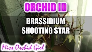 Brassidium Shooting Star  Spider Orchid in bloom [upl. by Venezia111]