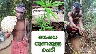 ഔഷധഗുണമുള്ള ചെടി 😳🌱🍀 comedy youtubevideo kollengode edachira [upl. by Randal]