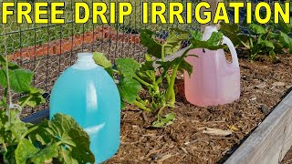 How To Build A FREE DIY Garden DIP IRRIGATION System With Milk Jugs [upl. by Znerol320]