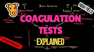 BLOOD COAGULATION TESTS EXPLAINED The mechanism of PT PTT BLEEDING TIME INR [upl. by Ecnarrot]