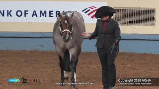 2020 AQHA Select Performance Halter Stallions [upl. by Marmawke]