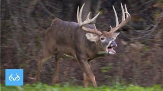 GIANT Illinois Buck in Rut  Hunt with Gregg Ritz  Monster Bucks Mondays [upl. by Ynnatirb]