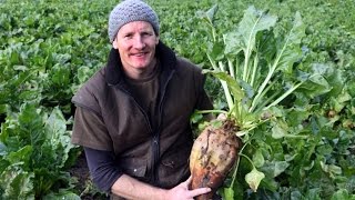 Maximise lamb production on fodder beet [upl. by Guglielma234]