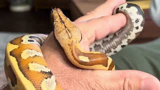 Arielyearling blood python Brongersmai update video [upl. by Roderic222]