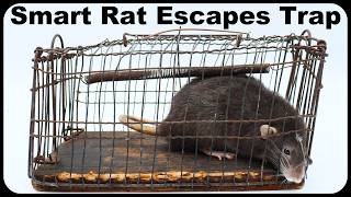 Smart Rat Unlocks Door amp Escapes Trap Worlds Smartest Rat Part 2  Mousetrap Monday [upl. by Aylad]