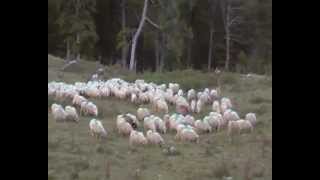 preparation a la transhumance au betsula a LARRAU [upl. by Acinorrev121]