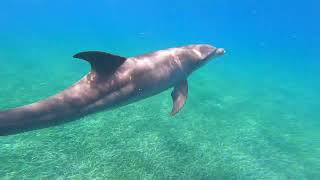 Puerto Rico at Cayo Icacos island swimming with 2 wild dolphins Raw [upl. by Stevy]