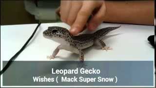 Leopard Gecko Back Rub [upl. by Fredi]