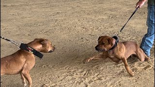 American Pitbull Terriers Compete in ADBA Dog Show Best Red Dog Class [upl. by Assilat]