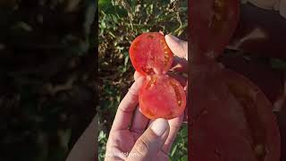 Domateslerde sona yaklaştık 🍅 Ağaç motoru sesi opsiyonel 😅 domates tomato ağaçmotoru bahçe [upl. by Roos13]