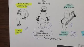 RODZAJE STAWÓWpołączenia ścisłe i ruchome [upl. by Beka984]