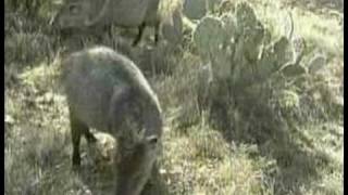 Javelina [upl. by Novah]