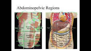 Dr Benaduce Abdominopelvic Regions amp Quadrants Introduction to Anatomy Lecture [upl. by Llevram553]