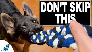 3 Skills EVERY Puppy NEEDS To Learn Now [upl. by Edra]