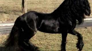 Konie Fryzyjskie  Friesian Horses [upl. by Ajup]