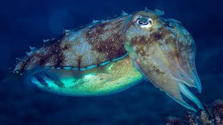 What is a Cephalopod  Oceana [upl. by Narayan494]