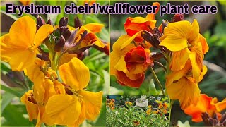 Erysimum cheiriwallflower plant care and grow tipsएरीसिमम चीरी फूल के पौधे की देखभाल कैसे करे [upl. by Notnilk]