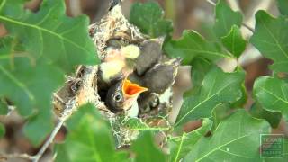 Blackcapped Vireo Nests at Balcones Canyonlands Texas [upl. by Cherie]