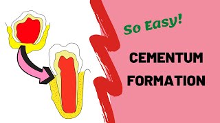 Cementogenesis  Dental Lectures [upl. by Naamana977]