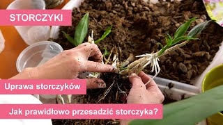 Storczyki  przesadzanie różnych gatunków storczyków Uprawa i pielęgnacja storczyków [upl. by Tnilk352]