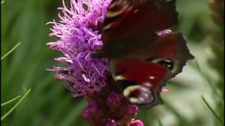 Ein naturnaher Staudengarten in Ostfriesland [upl. by Mit751]