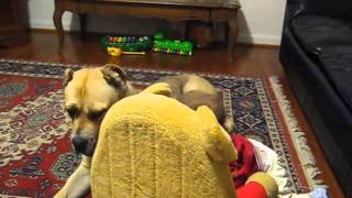 Cane Corso Temperament  Baby with Italian Mastiff [upl. by Niahs18]