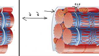 Sarcoplasmic Reticulum and T Tubules [upl. by Aiset]