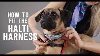 How to Put On the Halti Front Pull Harness [upl. by Ecnatsnok]