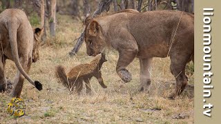 🍯🦡 Fearless Honey Badger takes on 6 Lions 🦁🦁  Caught in the Act [upl. by Marybeth]