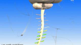 Moelle épinière et nerfs rachidiens Nerf crural et nerf sciatique [upl. by Morlee773]