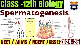 Spermatogenesis  Gametogenesis  Human Reproduction  Class12 Biology NEET [upl. by Engelbert]