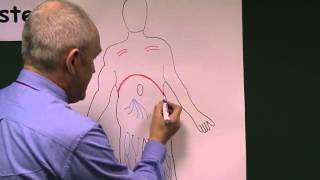 Lymphatic system 5 Whole body lymphatics [upl. by Sirraj]