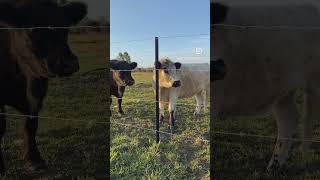 Noisy mooING miniature Galloway cows [upl. by Derina863]