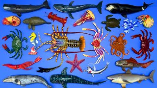 Marine Life Colossal Squid Australian Lobster Pelican Eel Whale Shark Crab Jellyfish Etc [upl. by Arbma]